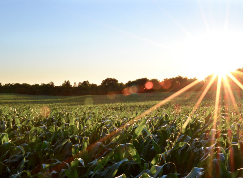 Corn Fields